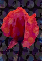Rose thé 3b